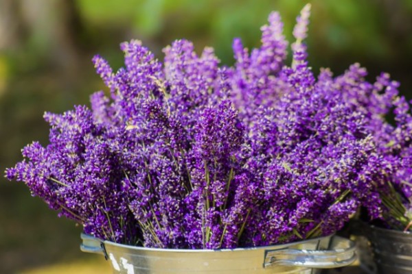 La Lavanda