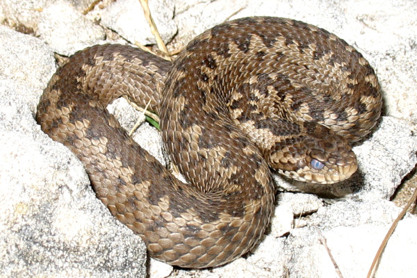 La Vipera